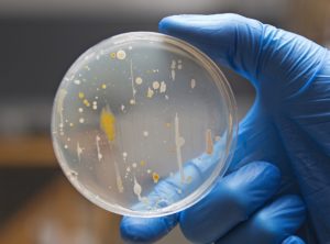 Read more about the article Cosmetics microbiological purity testing